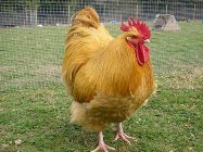 Free Range Chickens farm Gauteng