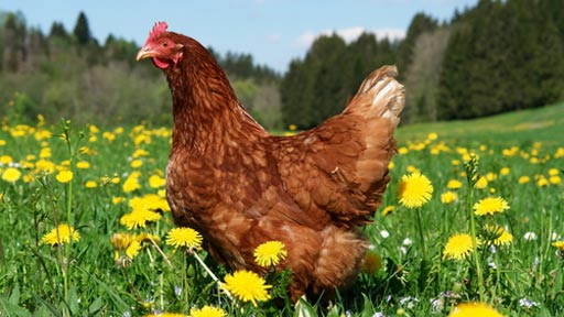 Free Range Chickens Farm